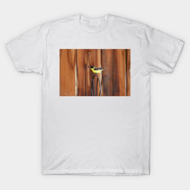 Gold Finch and Old Wooden Fence T-Shirt by ButterflyInTheAttic